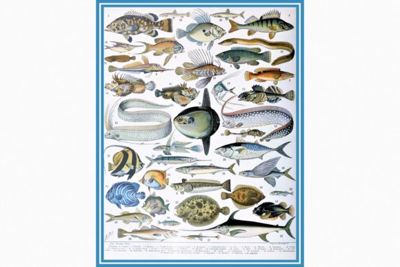 Download Fishes by Adolphe Millot a - Fishes Collection